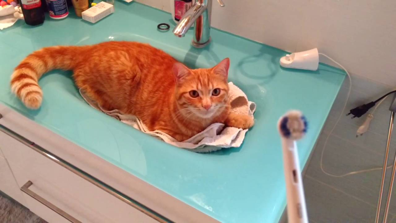 Funny cat loves brushing teeths YouTube