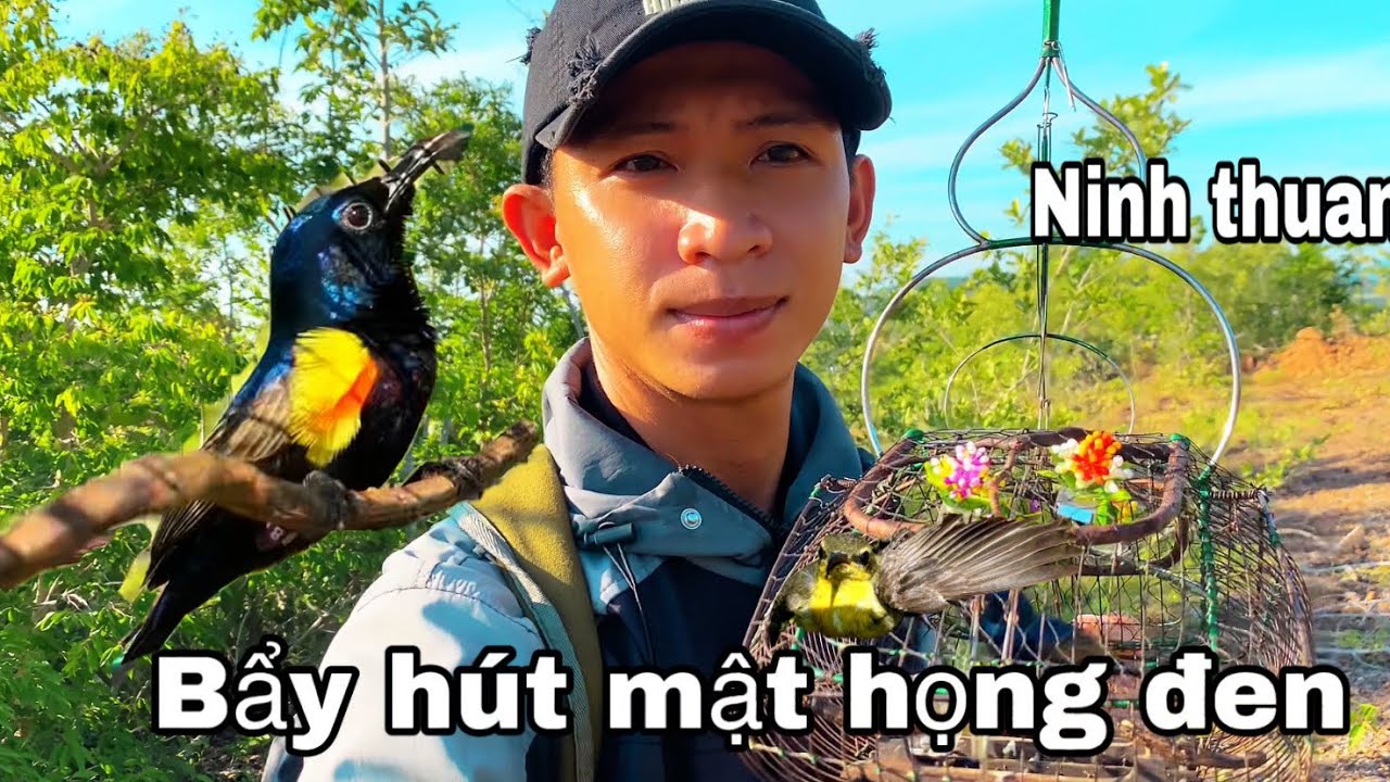 Hình trình bẩy chim hút mật họng đen ninh thuận |vlog 4