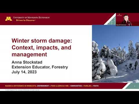 Video: Kommer mina skogsmarker att förstöras i snön?