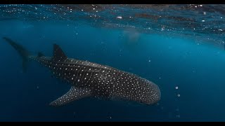 Whale-shark snorkel on the Ningaloo Reef