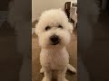 Bichon Frise, Haku, waiting for a treat.