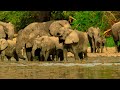 Elephants Saved from Poaching Learn to Trust Again | Planet Earth III Behind The Scenes | BBC Earth