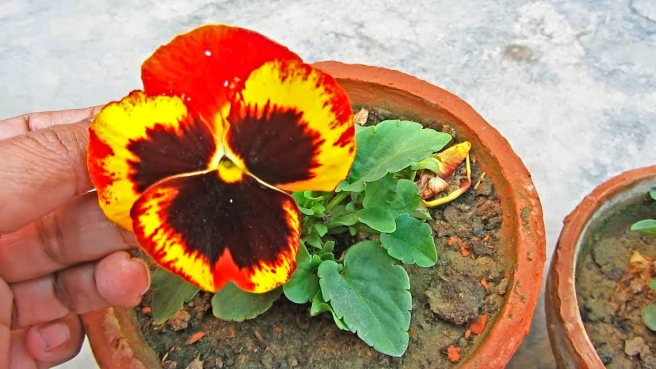Caring Tips Pansy Plant Winter Flowering Plant Urdu/Hindi YouTube