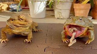 One sunny afternoon. The frog & the lizard ate their stomach full. African bullfrog, bearded dragon