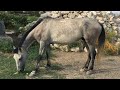 Боздай Йомудская Лошадь Turkmenistan Karakum desert Horses Туркменистан Красноводск Туркменбаши