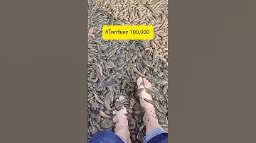 ดำปื้ด และ แบบนี้ #ปลากัด #ปลากัดใต้ #บังเอียดเซียนปลากัด