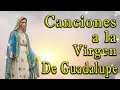Hermoso Canto A Nuestra Madre Santísima - Canciones A La Virgen De Guadalupe Música Católica