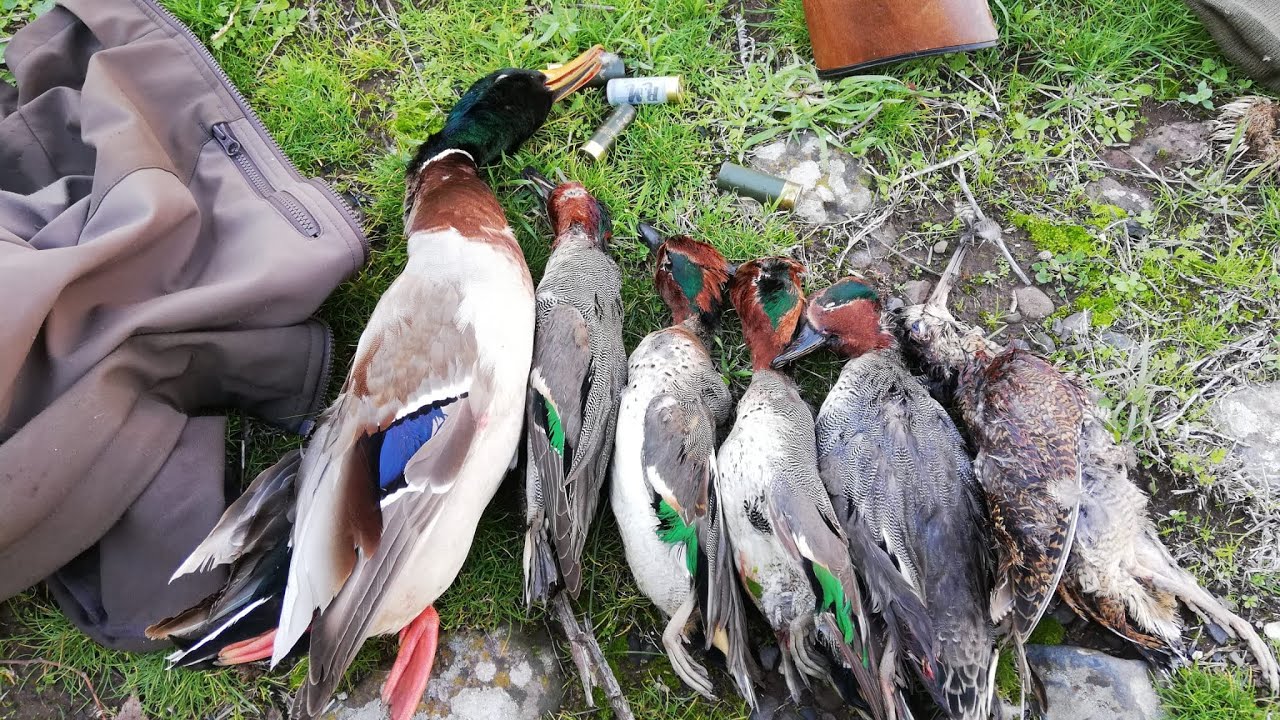 Caccia alla Beccaccia Gennarina con SORPRESA IMPREVISTA - Gennaio 2024 -  hunting  Woodcook