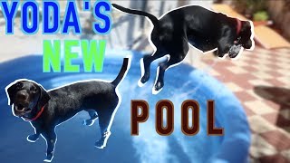 Foster Dog Loves His First Pool