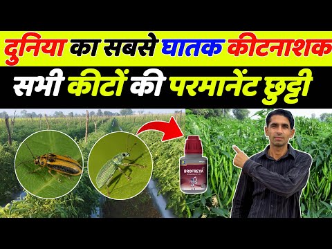 दुनिया का सबसे घातक कीटनाशक - सभी कीटो की परमानेंट छुट्टी | Thrips Control Insecticide | Pi Brofreya