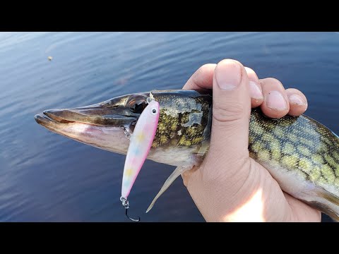 Topwater Pickerel Fishing Live Stream BFS style 