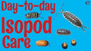 How to Care for Isopods DaytoDay