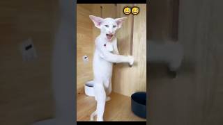 👉 Try Not To Laugh 😂 Funny Cats Compilation 2026 🐱🔥#FunnyCats #CatVideos #CuteCats #ViralVideo #Cats