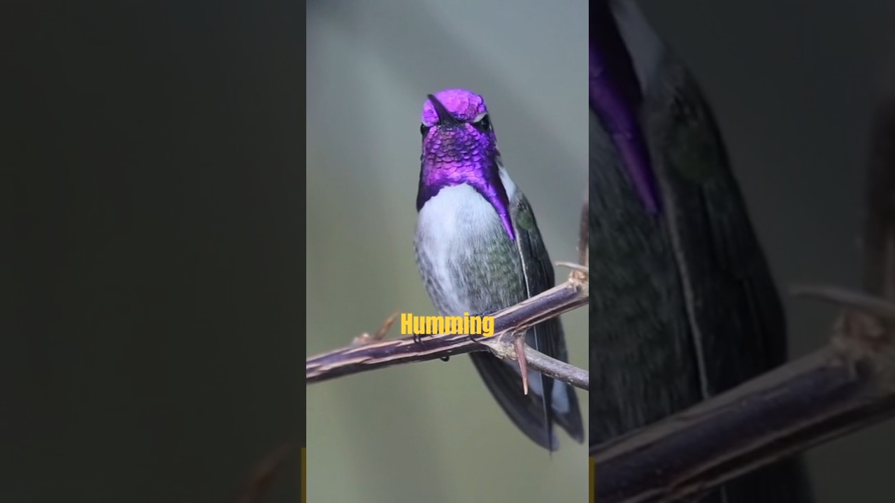 The Truth About Hummingbirds!