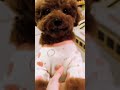 #dog #dogsofinstagram #dogs #dogstagram #instadog #doglover #dogoftheday #ilovemydog #frenchbulldog