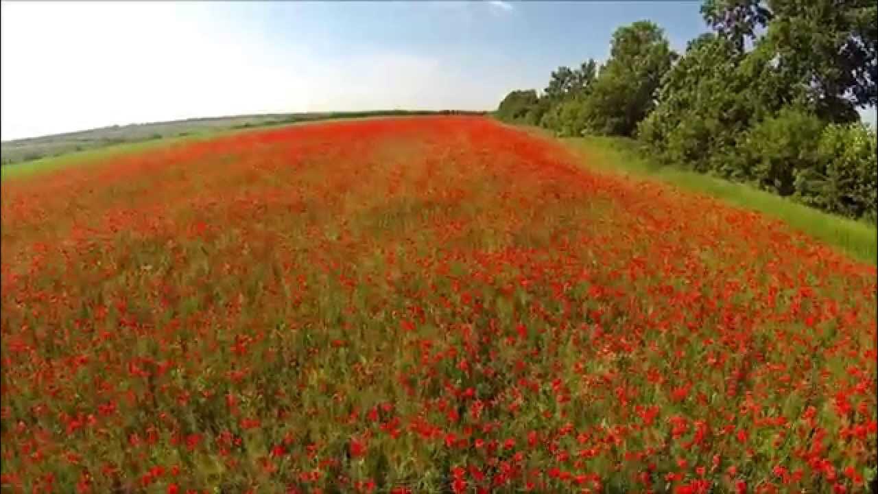 На ютубе поле. На ютубе поле
