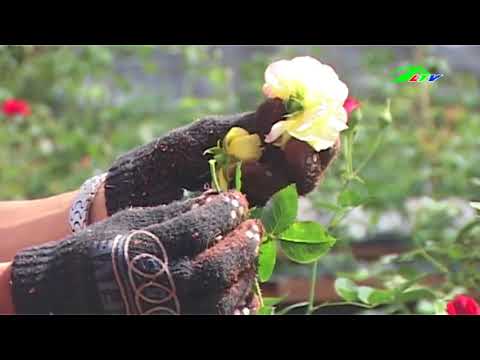 Video: Spacing Roses - Cách Trồng Bụi Hoa Hồng