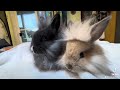 Dwarf Lionhead babies 2 months old