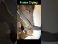why are these horse crying #shorts