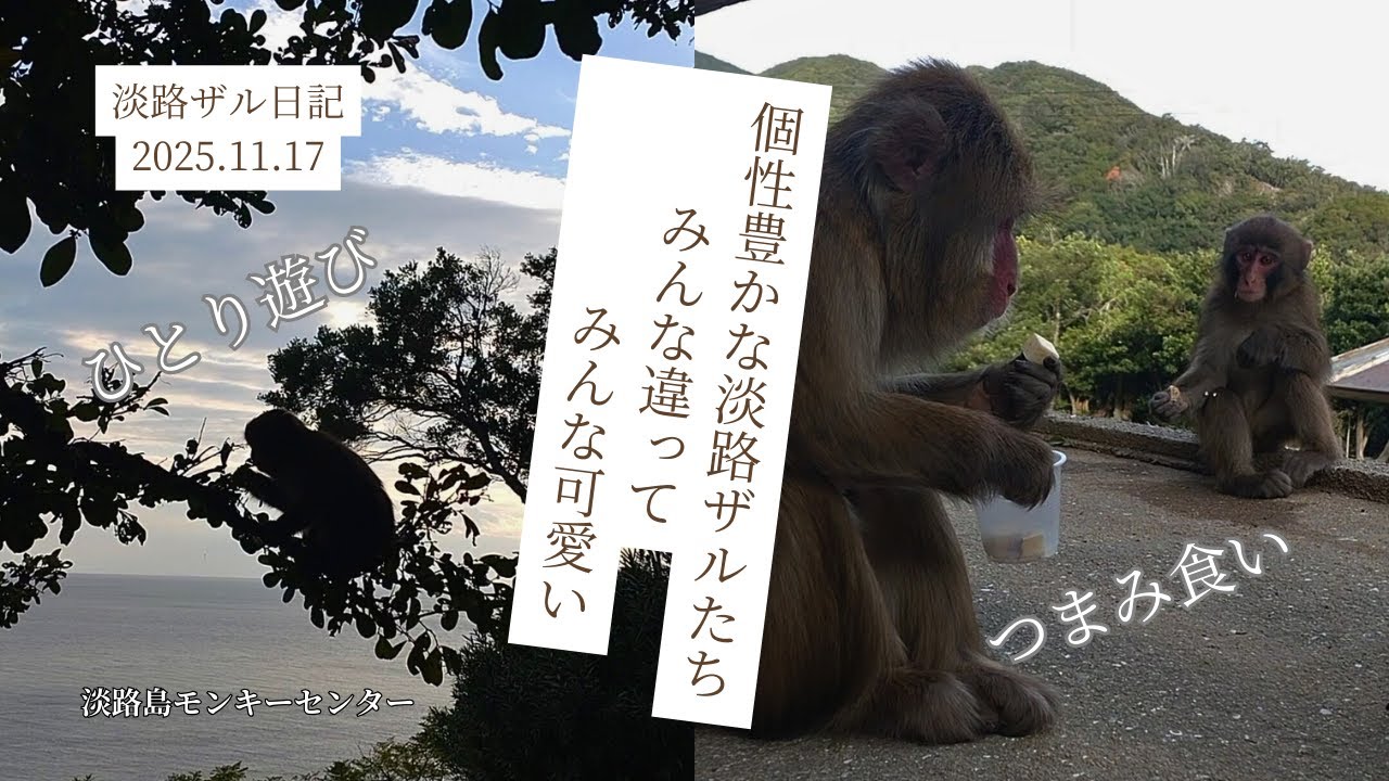 ニーナのマイペース時間♡メさん親子のほっこり食育🍠淡路ザル日記2025.11.17【淡路島モンキーセンター】