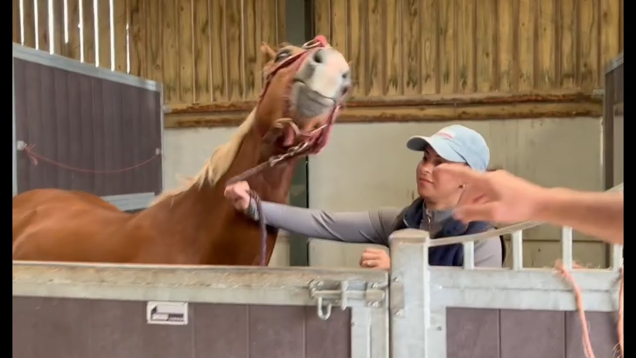 Helping A Troubled Recently Purchased 3 Year Old Horse YouTube helping-a-troubled-recently-purchased-3-year-old-horse-youtube