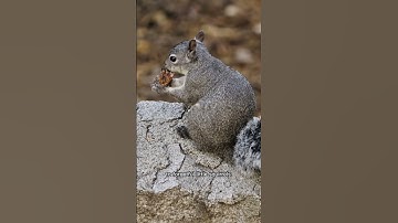 Squirrels Forget 70% of the Nuts They Bury