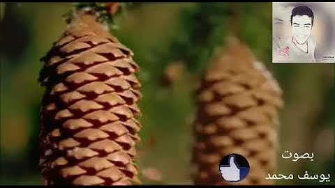 خواتيم سورة البقرة بصوت يوسف رشدي