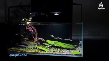Bể Cá Đẹp Khi Có Đèn Zetlight UFO Đẳng Cấp #becathuysinh #cácảnh