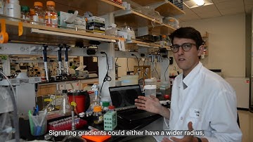 Morphogen gradients in a dish | Tool and Method Development at Whitehead Institute