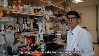 Morphogen gradients in a dish | Tool and Method Development at Whitehead Institute