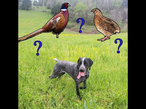 bird dog supply