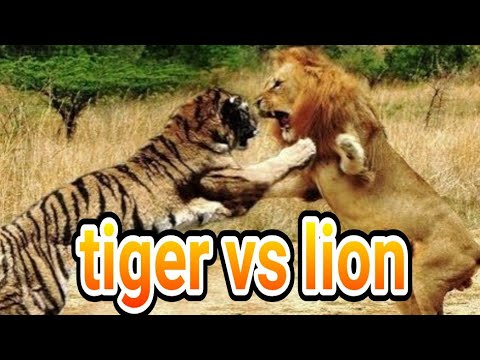 harimau vs singa siapakah raja hutan sejati YouTube