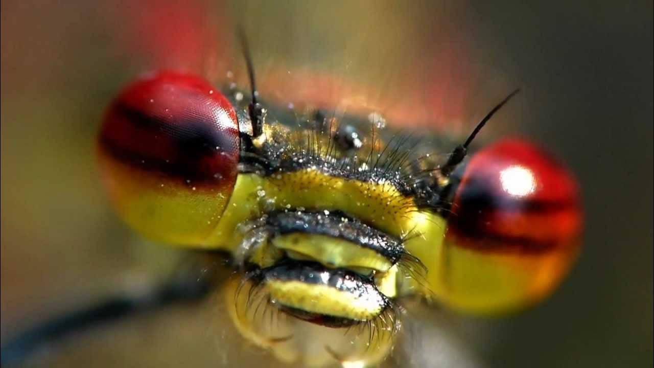 Макросъемка фото. Красивые макрофотографии цветов. Макросъемка природа. Капли макро. Лес макросъемка.