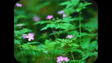 Lorem Ipsum is simply dummy text of the printing and typesetting industry. Lorem Ipsum has been the