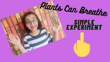 How Plants Breathe Science Experiment To Show Breathing In Plants|Respiration In Plants Experiment.