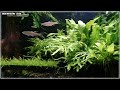 【2026/04/02】 Daily Planted Tank Live｜自宅水草水槽ライブカメラ