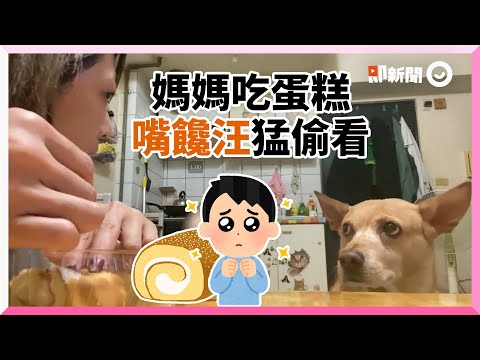 米克斯偷看媽吃蛋糕　還撇頭裝沒事｜寵物｜大腸包小腸｜狗狗｜精選影片