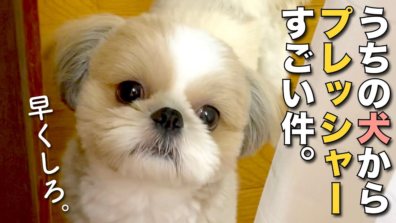 シーズー】うちの犬のプレッシャーのかけ方がすごい可愛いんです w