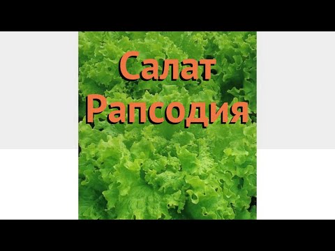 Салат обыкновенный Рапсодия Листовой 🌿 обзор: как сажать, семена салата Рапсодия Листовой Салат обыкновенный Рапсодия Листовой 🌿 обзор: как сажать, семена салата Рапсодия Листовой