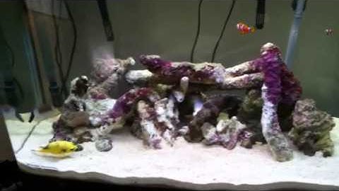 Paul talbot fixes some problems in a marine tank with a bea