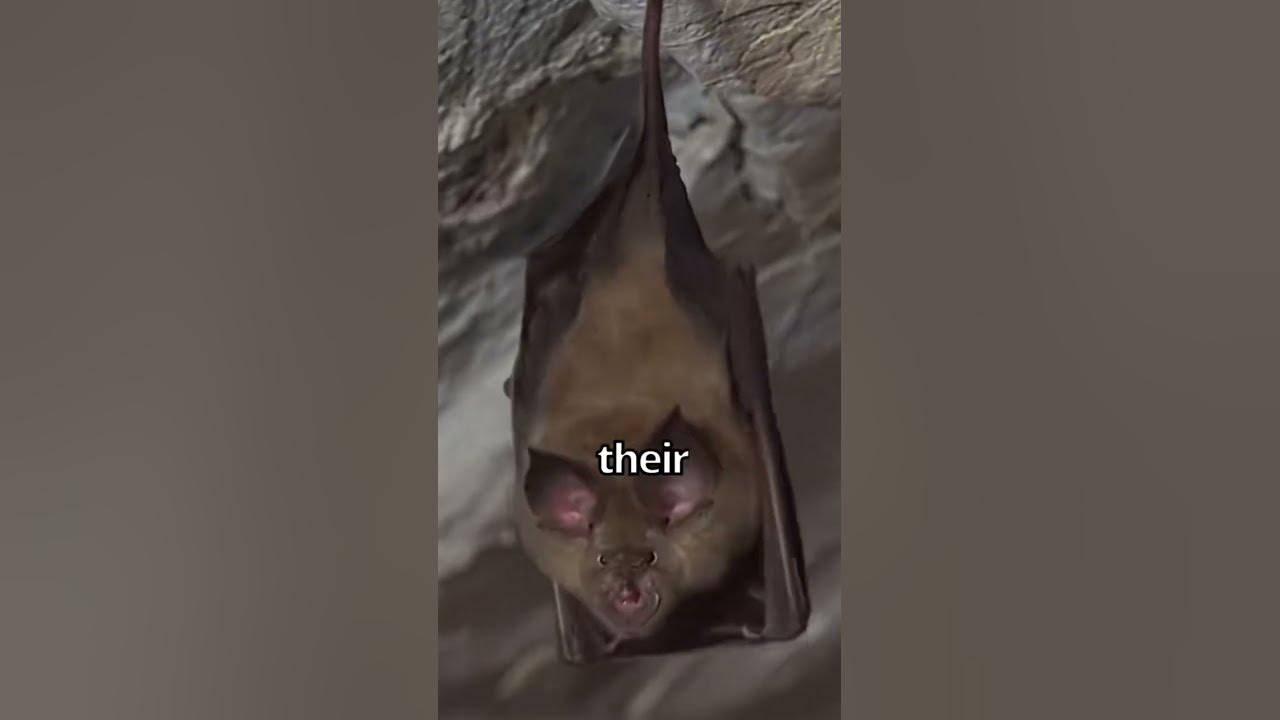 Signs of bats in your house are guano, marks around your soffit and