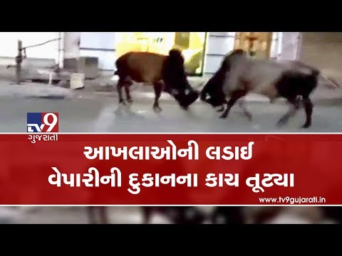 Viral Video: Bulls broke the glass of a shop during fighting in Porbandar | Tv9GujaratiNews