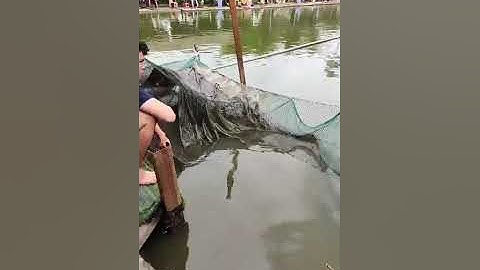 Vlogs 243 Bồi cá - Hồ Câu Tân Bình Dương 0865118773 KP3, P. Tân Định, Bến Cát, Bình Dương