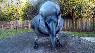 Blue Jay knocks over and damages camera during a feeding frenzy! It