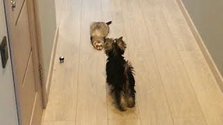 Ferret and Yorkie play an adorable game of tag