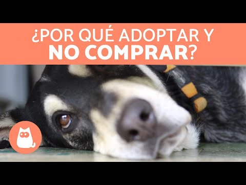 Video: 5 razones importantes para adoptar, no comprar!