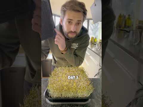 Video: Rockwool Growing Medium: Wie man in Rockwool Cubes pflanzt