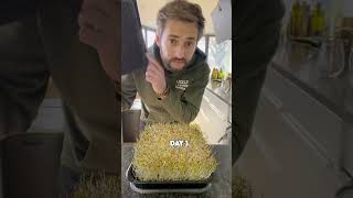 Grow your own Microgreens