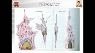 видео Рыхлая волокнистая соединительная ткань