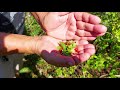 Asi se mira una Planta de Chiltepines en el monte....